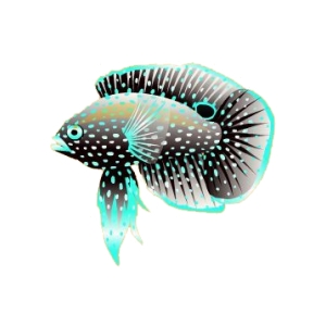 Icy Chill Marine Betta